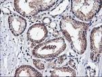 NIF3L1 Antibody in Immunohistochemistry (Paraffin) (IHC (P))