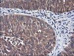 NIF3L1 Antibody in Immunohistochemistry (Paraffin) (IHC (P))