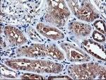 NIF3L1 Antibody in Immunohistochemistry (Paraffin) (IHC (P))