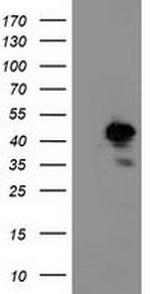 NIF3L1 Antibody in Western Blot (WB)