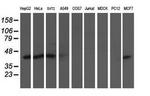 NIF3L1 Antibody in Western Blot (WB)