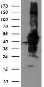 NIF3L1 Antibody in Western Blot (WB)