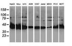 NIF3L1 Antibody in Western Blot (WB)