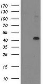 NIF3L1 Antibody in Western Blot (WB)