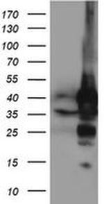 NIF3L1 Antibody in Western Blot (WB)