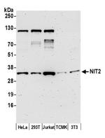 NIT2 Polyclonal Antibody