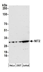 NIT2 Polyclonal Antibody