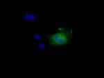 NIT2 Antibody in Immunocytochemistry (ICC/IF)