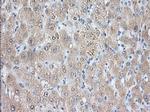 NIT2 Antibody in Immunohistochemistry (Paraffin) (IHC (P))