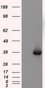 NIT2 Antibody in Western Blot (WB)