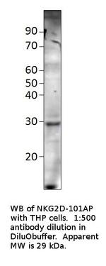 NKG2D Polyclonal Antibody