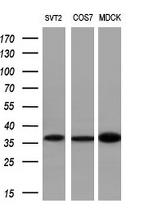 NKX2 Antibody in Western Blot (WB)