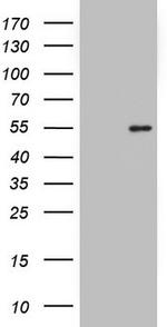 NKX2 Antibody in Western Blot (WB)