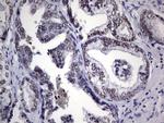 NKX3.1 Antibody in Immunohistochemistry (Paraffin) (IHC (P))