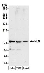 NLN Polyclonal Antibody