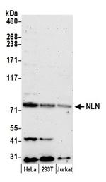 NLN Polyclonal Antibody