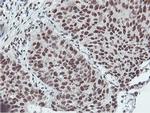 NLN Antibody in Immunohistochemistry (Paraffin) (IHC (P))