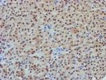 NLN Antibody in Immunohistochemistry (Paraffin) (IHC (P))