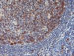 NLN Antibody in Immunohistochemistry (Paraffin) (IHC (P))