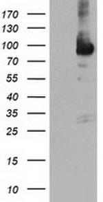 NLN Antibody in Western Blot (WB)