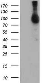 NLN Antibody in Western Blot (WB)