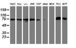 NLN Antibody in Western Blot (WB)