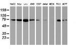 NLN Antibody in Western Blot (WB)