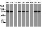 NLN Antibody in Western Blot (WB)