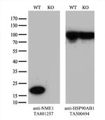 NME1 Antibody in Western Blot (WB)