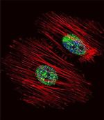 NME2 Antibody in Immunocytochemistry (ICC/IF)