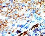 NME4 Antibody in Immunohistochemistry (IHC)
