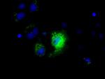 NME4 Antibody in Immunocytochemistry (ICC/IF)