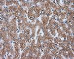 NME4 Antibody in Immunohistochemistry (Paraffin) (IHC (P))
