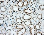 NME4 Antibody in Immunohistochemistry (Paraffin) (IHC (P))