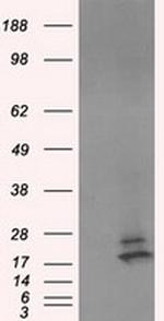 NME4 Antibody in Western Blot (WB)