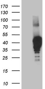 NMI Antibody in Western Blot (WB)