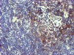 NMT2 Antibody in Immunohistochemistry (Paraffin) (IHC (P))