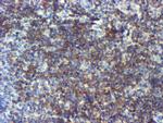 NMT2 Antibody in Immunohistochemistry (Paraffin) (IHC (P))