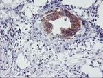 NMT2 Antibody in Immunohistochemistry (Paraffin) (IHC (P))