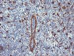 NNMT Antibody in Immunohistochemistry (Paraffin) (IHC (P))