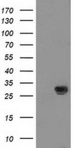 NNMT Antibody in Western Blot (WB)