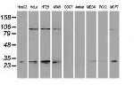 NNMT Antibody in Western Blot (WB)