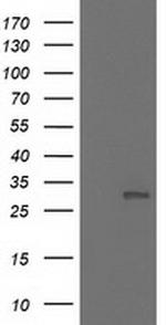 NNMT Antibody in Western Blot (WB)