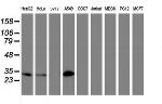 NNMT Antibody in Western Blot (WB)