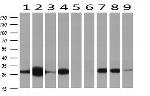 NNMT Antibody in Western Blot (WB)