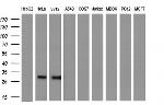 NNMT Antibody in Western Blot (WB)