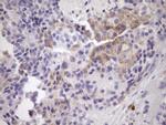NOBOX Antibody in Immunohistochemistry (Paraffin) (IHC (P))