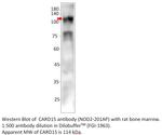 CARD15 Polyclonal Antibody
