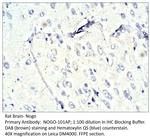 Nogo Polyclonal Antibody