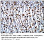 nmt55/NONO/p54nrb Polyclonal Antibody